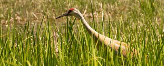 Sandhill crane head in the prairie